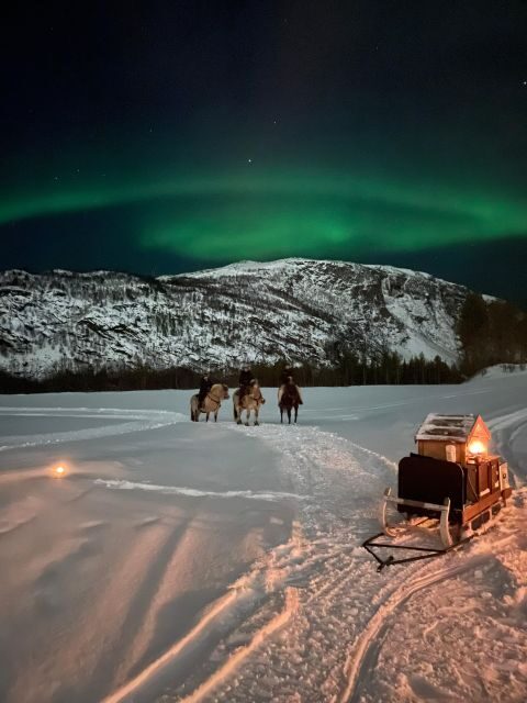 Horse riding and dining experience - The fjord horses: how you’ll be introduced to your ride
