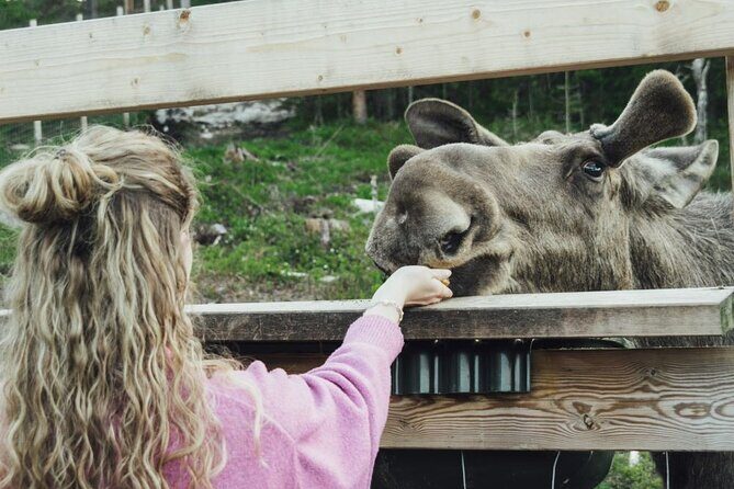 Kristiansand: Guided Bus Tour and Moose Park Experience - Guided moose orientation: learning before you meet the giants