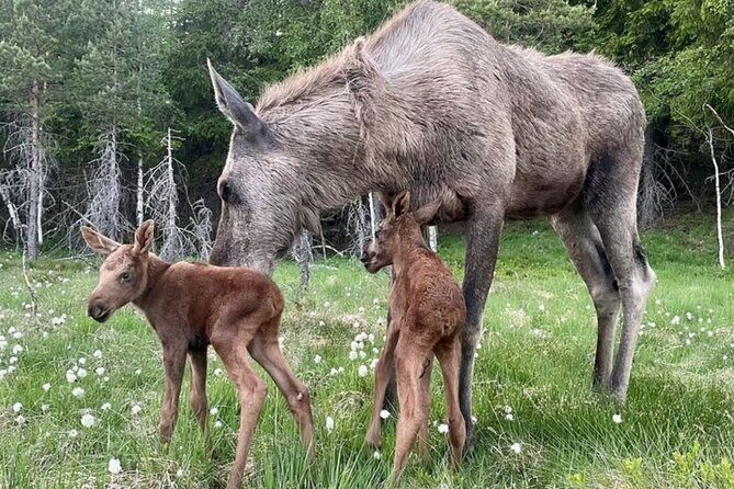 Kristiansand: Guided Bus Tour and Moose Park Experience - The moose feeding and petting moment you’ll remember