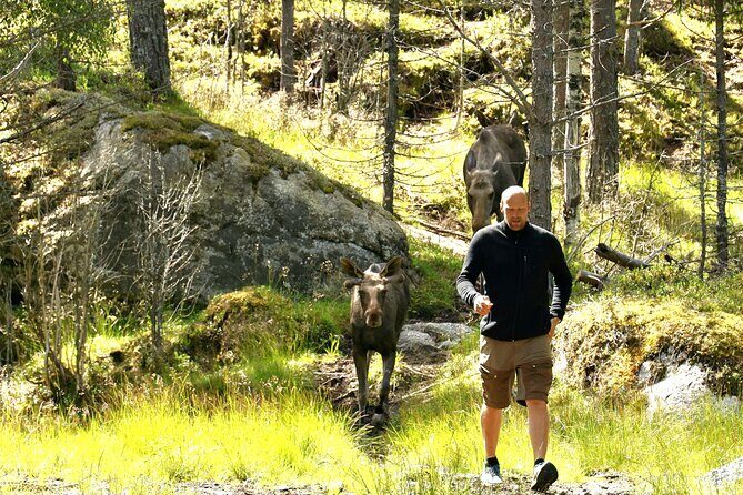 Kristiansand: Guided Bus Tour and Moose Park Experience - Should you book? My practical verdict