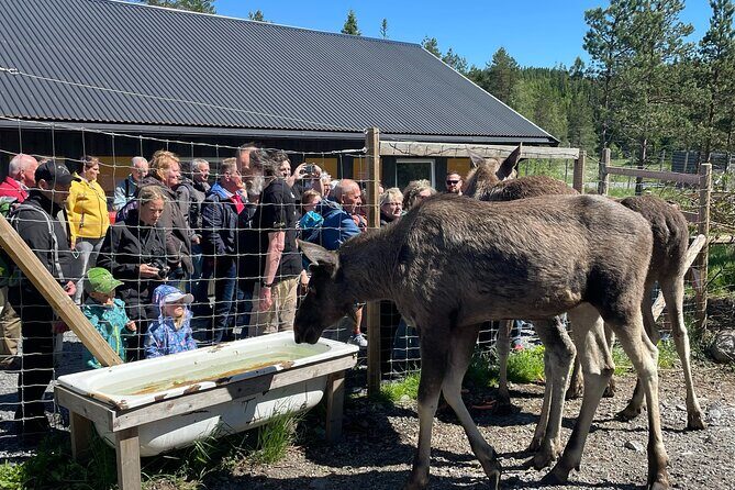 Kristiansand Guided Bus Tour and Moose Park Experience - Food and timing: coffee and waffles help, but plan for meals