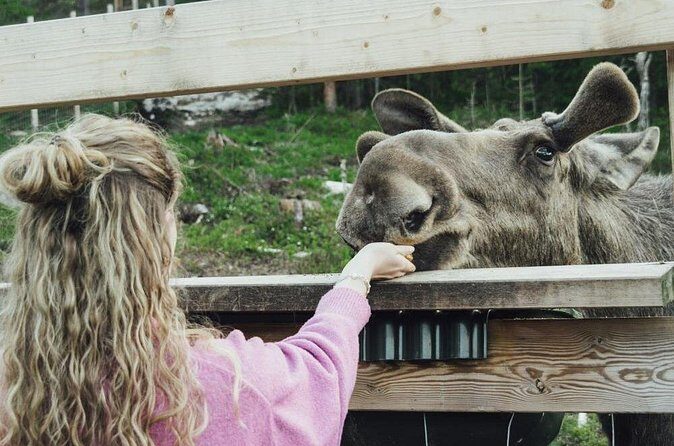 Kristiansand Guided Bus Tour and Moose Park Experience - Group size, photos, and how to get your own moose time