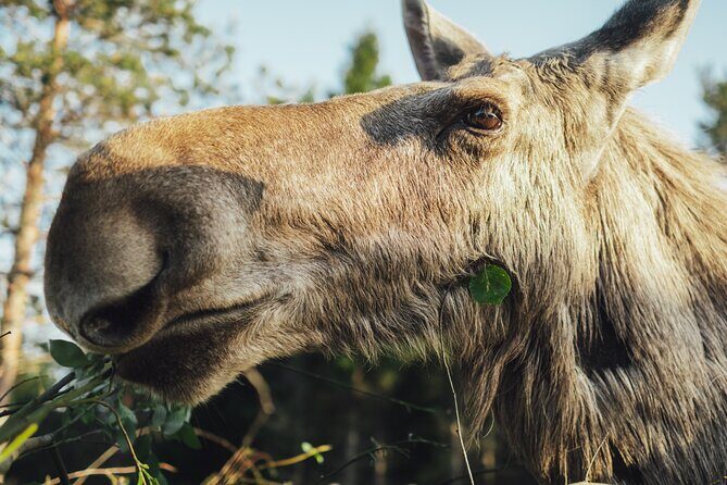 Kristiansand Guided Bus Tour and Moose Park Experience - Price and value: what $159.86 buys you in real terms