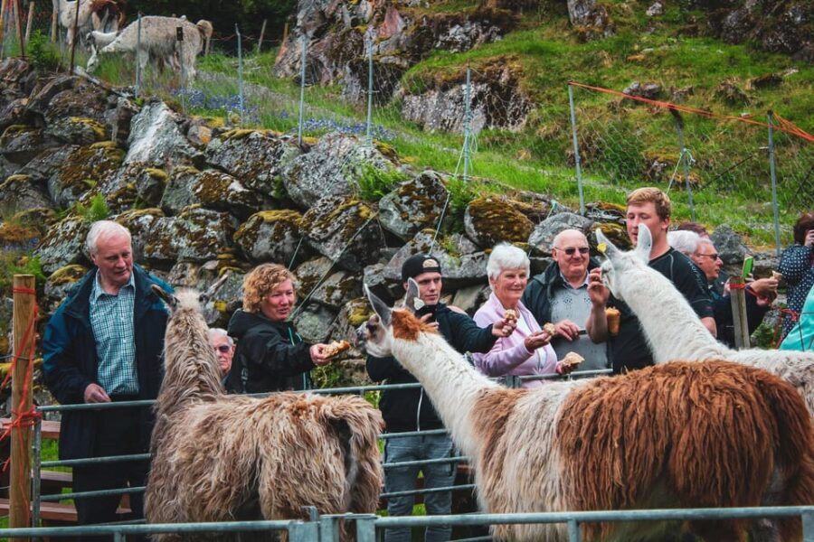 Ljøen, Hellesylt: Ljøen Farm Tour - Feeding Llamas Like You Mean It: Pellets, Patience, and a Close Encounter