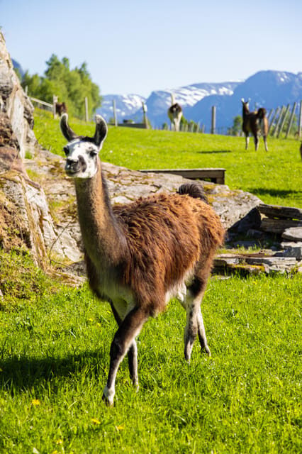 Ljøen, Hellesylt: Ljøen Farm Tour - Should You Book the Ljøen Farm Tour?
