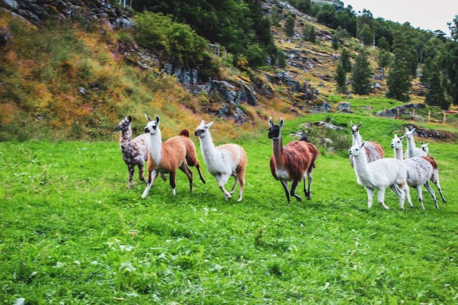 Ljøen, Hellesylt: Ljøen Farm Tour - Your 45 Minutes at Øvre Ljøen: Sheep, Llamas, and Mountain-Farm Reality