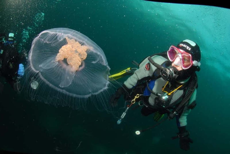 Lofoten: First Time Scuba Diving Experience - Key things to know before you go
