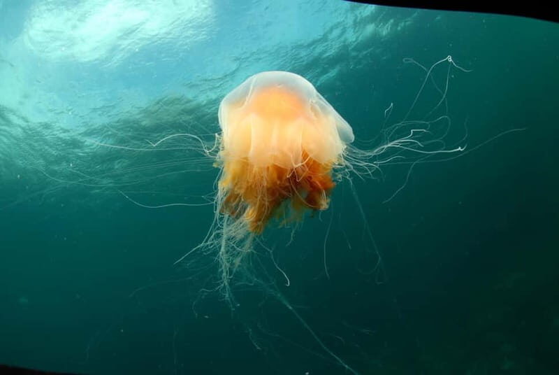 Lofoten: First Time Scuba Diving Experience - Lofoten’s Arctic Water, Made Beginner-Friendly