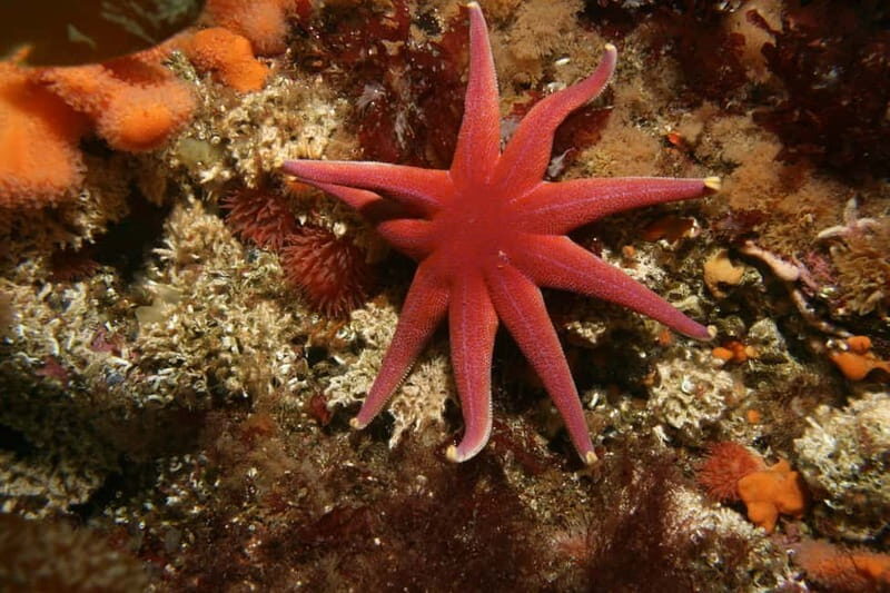 Lofoten: First Time Scuba Diving Experience - Gear and clothing: wetsuit or drysuit plus what to pack