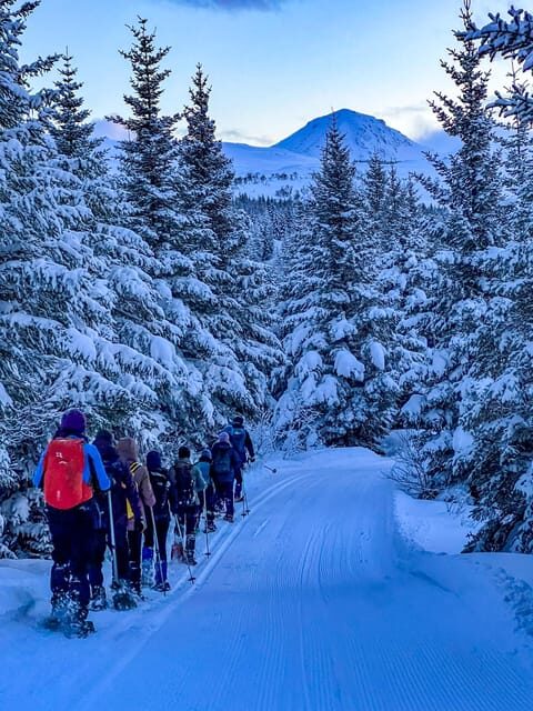 Lofoten: Half Day Snowshoe Tour - Guide Style, Languages, and the Human Touch on Snow