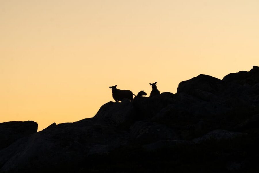 Lofoten Islands: Guided Hiking Into the Wilderness - Uphill - Price and value: is $136 worth it?