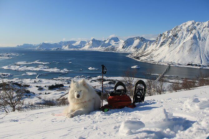 Lofoten Islands: Guided Snowshoeing Tour - Uphill version - What to Bring (Since Snacks and Water Aren’t Included)