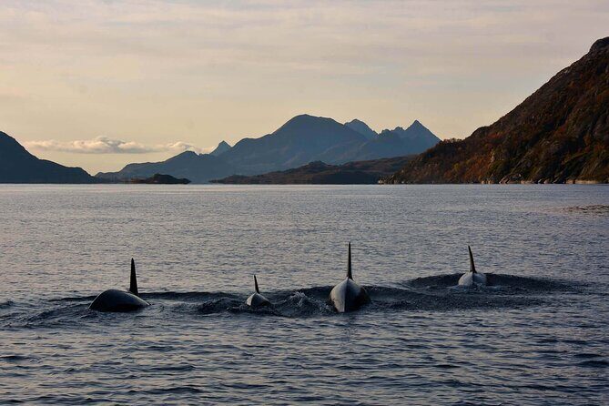 Lofoten RIB Sea Eagle Safari and Trollfjord Cruise - RIB Speed Meets Trollfjord Views from Svolvær