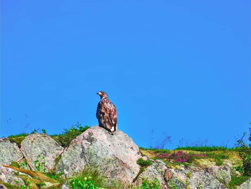 Lofoten: Sea Eagle Sunset Cruise - Spotting white-tailed eagles in evening light: how to do better fast