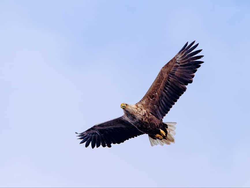 Lofoten: Sea Eagle Sunset Cruise - Price and value: is $82 worth it here?