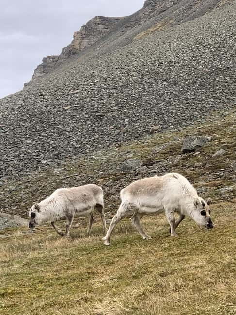 Longyearbyen: Platåfjellet Guided Hike with Panoramic Views - Meeting In Longyearbyen: Hotel Pickup and Small-Group Pace
