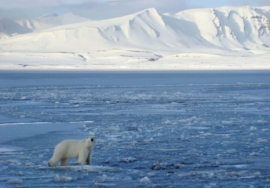 Longyearbyen: Snowmobile Tour to Tempelfjorden with Lunch - Key Highlights You’ll Notice