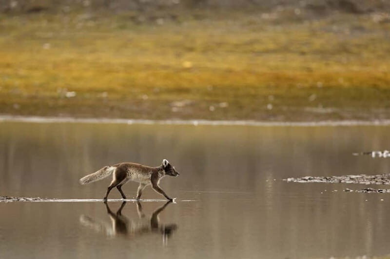 Longyearbyen: Wildlife Safari & Hiking Photography Tour - Key highlights you’ll feel right away