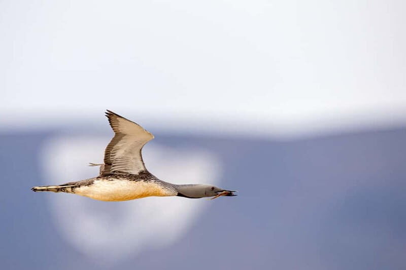 Longyearbyen: Wildlife Safari & Hiking Photography Tour - Hotel Pickup in Longyearbyen: Make Sure You’re Ready