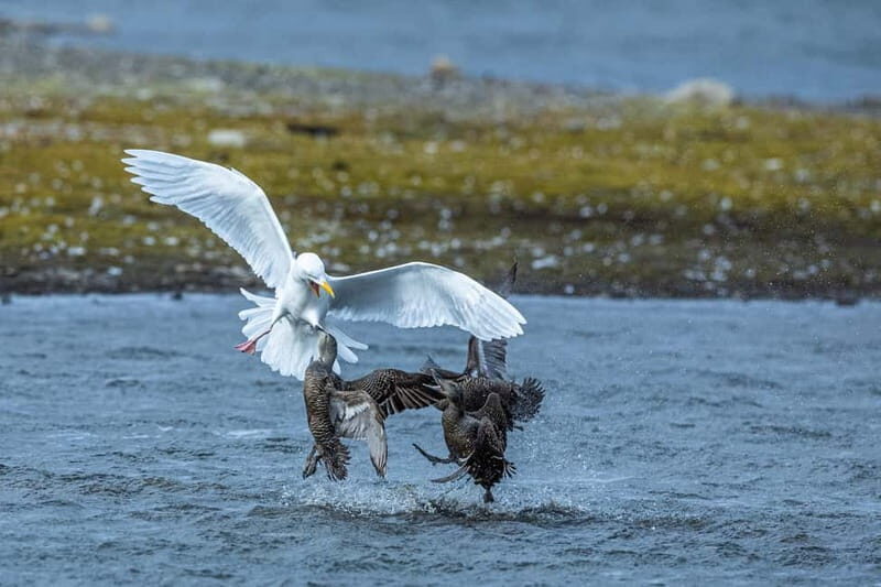 Longyearbyen: Wildlife Safari & Hiking Photography Tour - Photo-First Guiding: Getting Better Shots, Not Just More Minutes