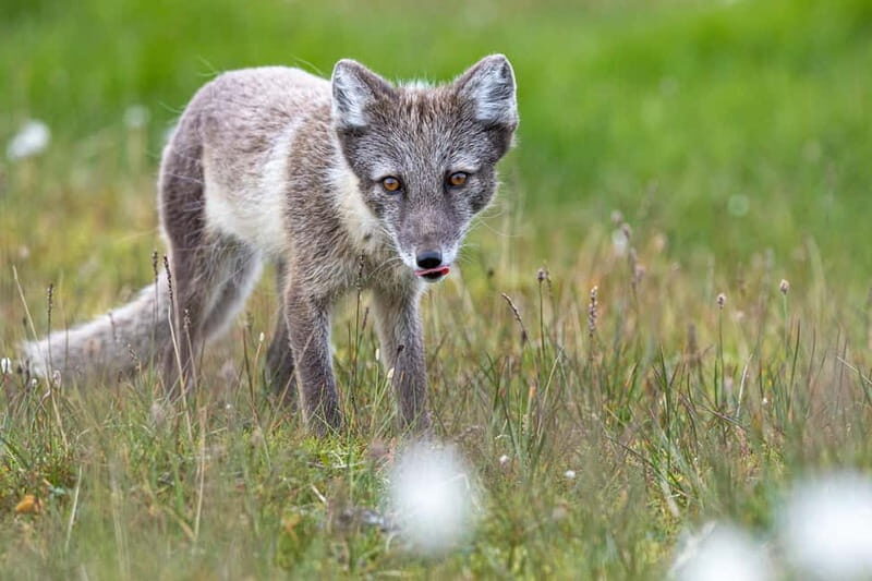 Longyearbyen: Wildlife Safari & Hiking Photography Tour - The Flat Hike (Up to 3 Hours): Easy Terrain, Serious Cold
