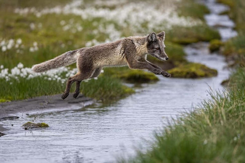 Longyearbyen: Wildlife Safari & Hiking Photography Tour - Seasonal Timing: Late May to Mid-August Is Prime for Birds