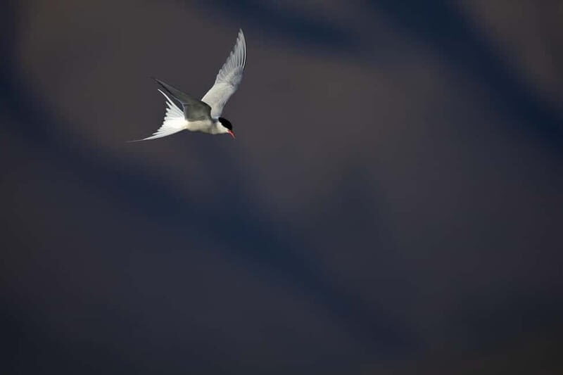 Longyearbyen: Wildlife Safari & Hiking Photography Tour - Warm Drinks, Snacks, and the Packing List That Actually Matters
