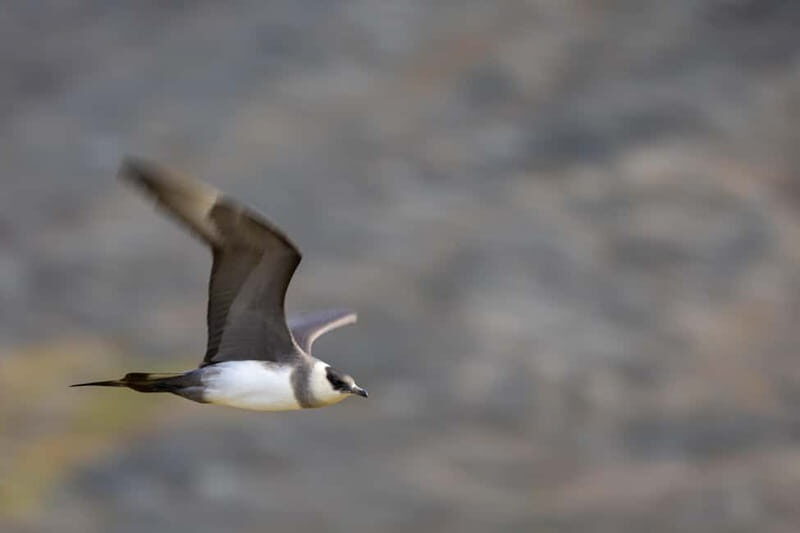 Longyearbyen: Wildlife Safari & Hiking Photography Tour - Price and Value: Why $246 Can Make Sense in Svalbard