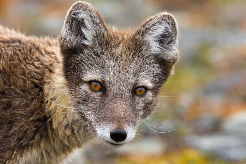 Longyearbyen: Wildlife Safari & Hiking Photography Tour - Group Size and Comfort: Small Means Personal Help