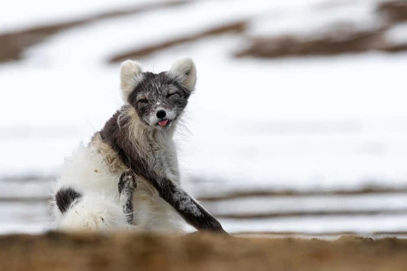Longyearbyen: Wildlife Safari & Hiking Photography Tour - The Driving-and-Watching Safari: Stops Change With Wildlife