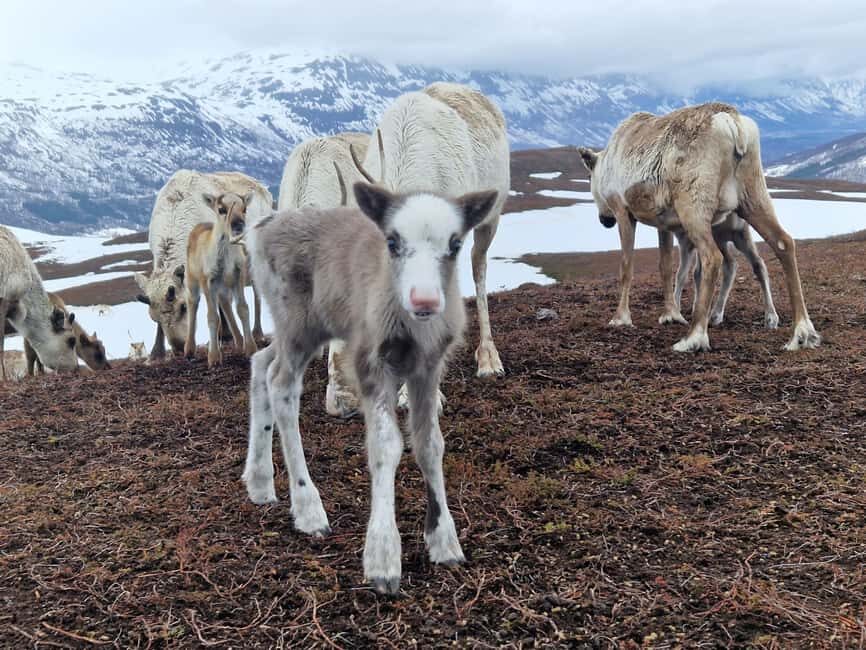 Malangen Sami Camp and Reindeer Experience with Lunch - From Tromsø to Malangen: the fjord drive you actually get time for