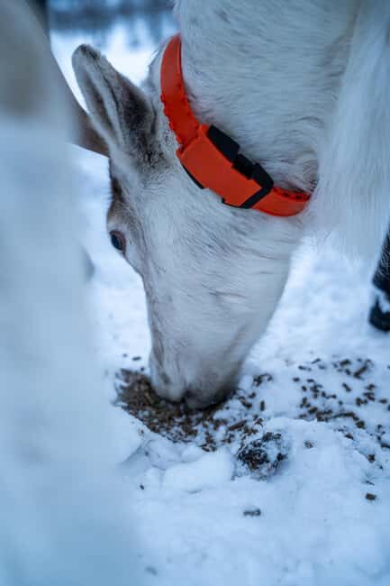 Malangen Sami Camp and Reindeer Experience with Lunch - Lavvu lunch and hot drinks: why this warmth changes the whole day