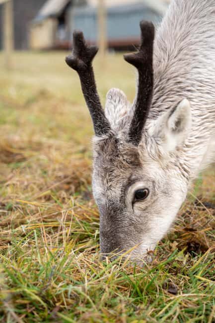 Malangen Sami Camp and Reindeer Experience with Lunch - Should you book Malangen Sami Camp and Reindeer Experience with Lunch?
