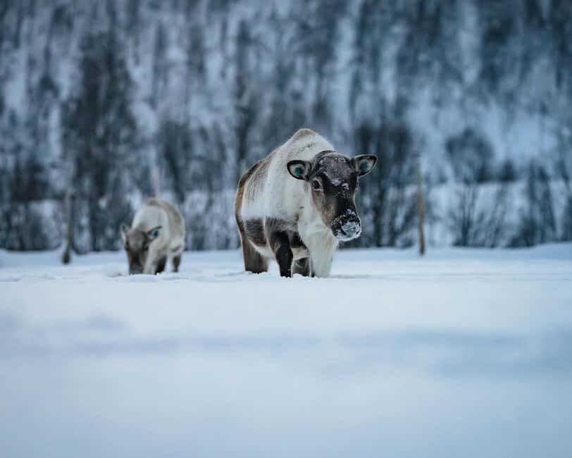 Malangen Sami Camp and Reindeer Experience with Lunch - FAQ