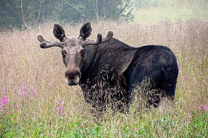 Moose Safari Bodo, Norway, Meet the Largest Land Animal in Europe - Key highlights worth centering your plans on