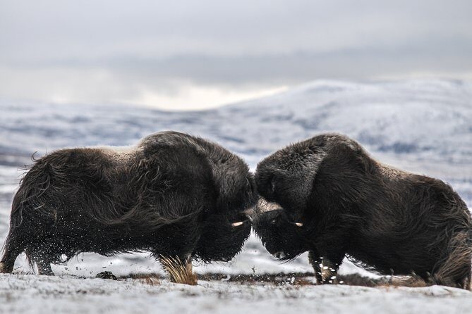 Musk ox Safari in Dovrefjell National Park, Oppdal Safari - Key highlights worth knowing before you go