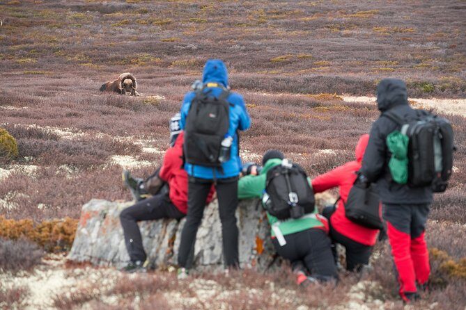 Musk ox Safari in Dovrefjell National Park, Oppdal Safari - Dovrefjell musk ox safari: why this hike feels so different