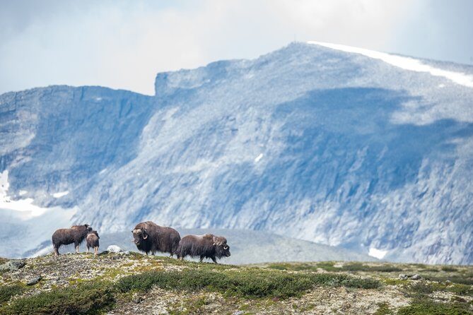 Musk ox Safari in Dovrefjell National Park, Oppdal Safari - Getting the sighting right: distance, calm, and a telescope moment