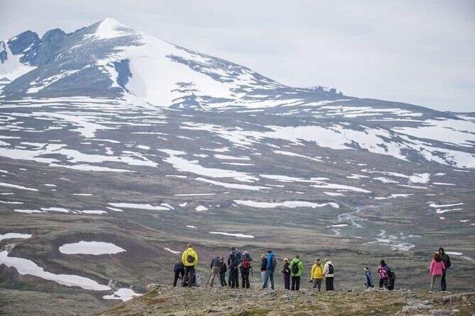 Musk ox Safari in Dovrefjell National Park, Oppdal Safari - What you learn on the trail: plants, animal behavior, and local context