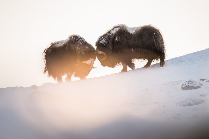 Musk ox Safari in Dovrefjell National Park, Oppdal Safari - Breaks and snacks: plan for a full hike day