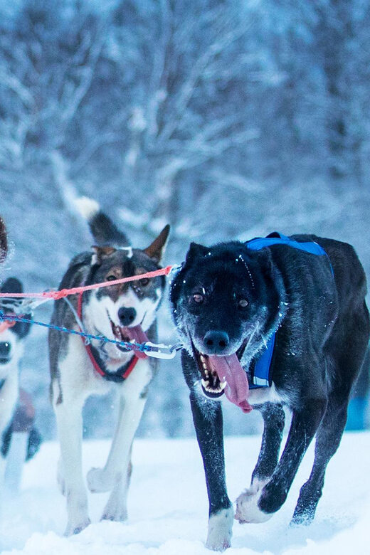 Narvik: Dog-sledding with Northern Lights Ceremony - First Stop at Husky Isogaisa: Cuddles, Care Tips, and Getting Ready
