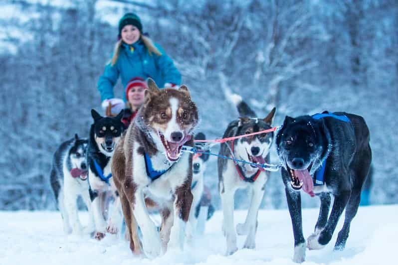 Narvik: Dog-sledding with Northern Lights Ceremony - Timing, Season, and What to Wear for a Cold-Weather Ride
