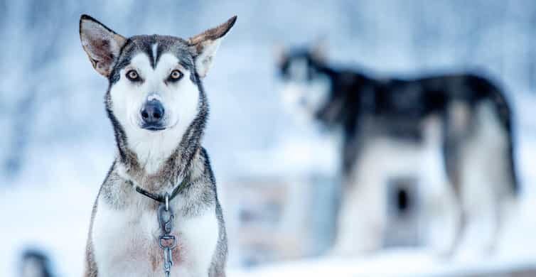 Narvik: Dog-sledding with Northern Lights Ceremony - Driving Your Own Huskies: What Your 0.5–1 Hour Sled Time Feels Like