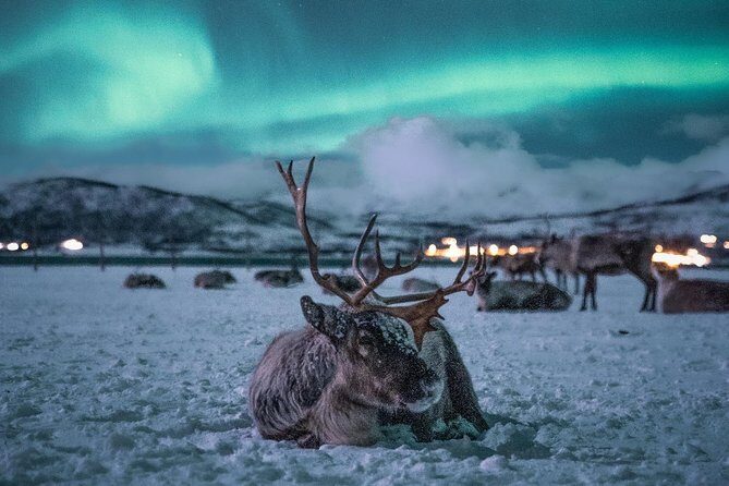 Night Reindeer Sledding with Camp Dinner and Chance of Northern Lights - Price and value: is $225.66 worth it?