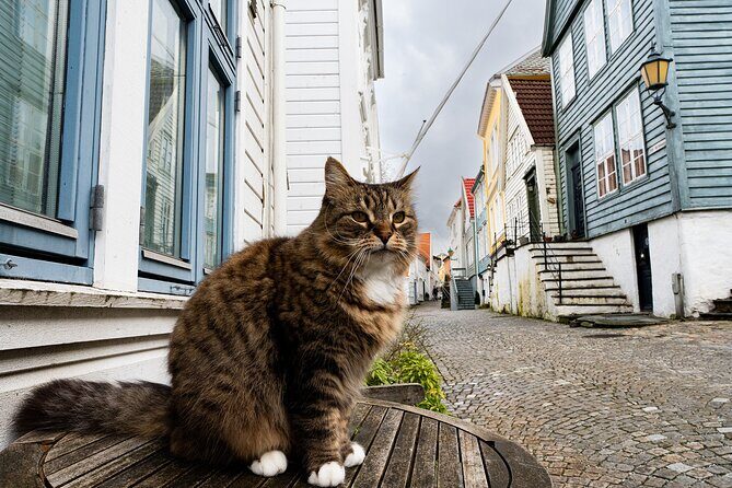 Nordnes: The Hidden Gem of Bergen Walking Tour - Price and timing that actually make sense for a 2-hour walk
