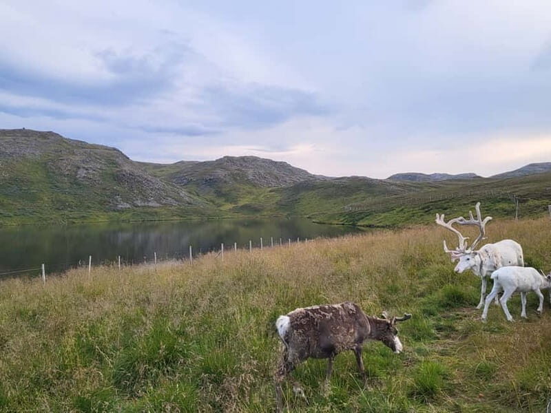 North Cape and King Crab Tour with Sámi Camp Tour - Who this tour fits best
