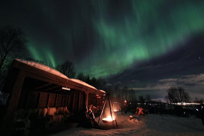 Northern Lights Husky Visit - Husky time you’ll remember: puppies, cuddles, and honest handling