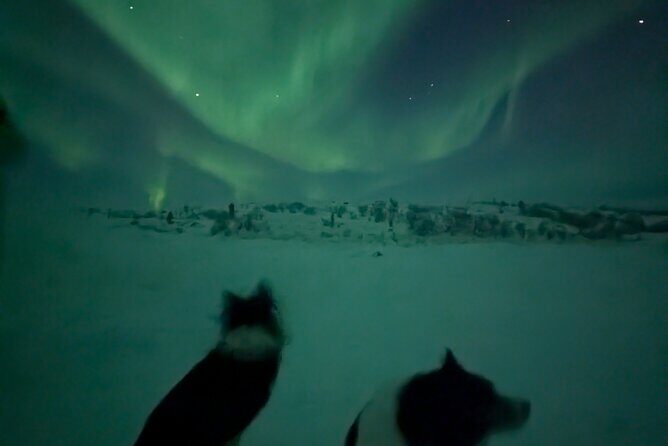 Northern Lights Minibus Chase Max 16 Person In Group - What the 4-hour minibus chase looks like day-to-day