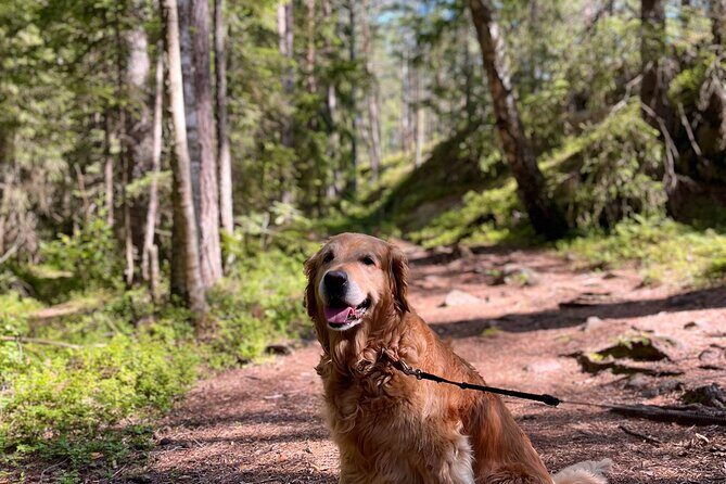 Oslo: Panoramic Fjord Hike Lead by a Local Guide and Dog - Your local guide: names you might meet and what they do