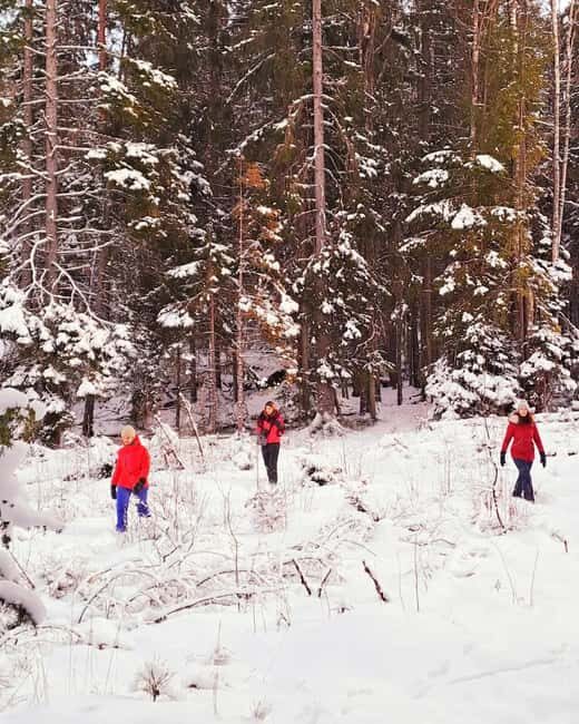 Oslo: Winter Wonderland Forest Hike and Campfire with a Dog - Train Back to Oslo Center: Why the Timing Feels Right